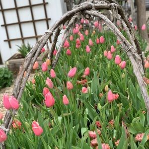 Meet your Posher, Denise